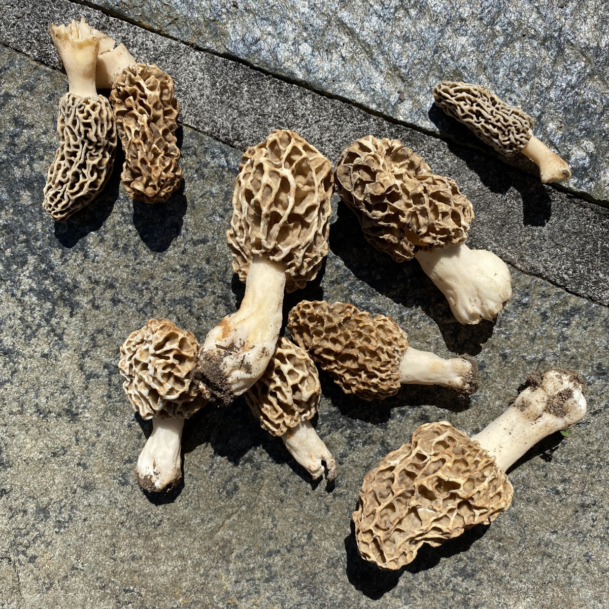 Morel mushrooms laid out to dry on concrete.